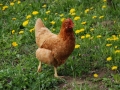 galline