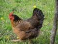 galline2