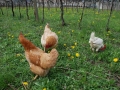 galline3
