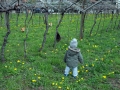 galline4