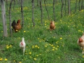 galline5