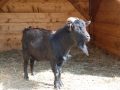 helmut