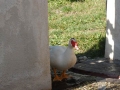 sam1