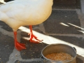 sam3