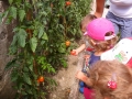 natura_pomodori