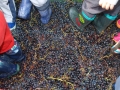 vendemmia_pigiatura0