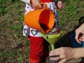 vendemmia_pigiatura1